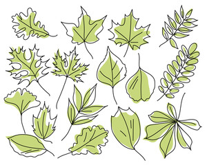 Green leaves of different trees isolated on white background. Leaves in linear art with the addition of colored spots. Leaves of maple, oak, chestnut, acacia, ash, ginkgo. Vector illustration.