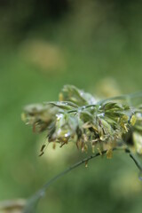 close up of a leaf