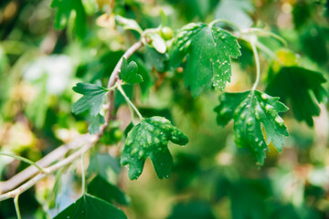 Damaged leaves of currant. The parasite spoils the green leaves.A leaf disease of currants.