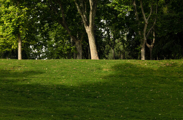 Fototapeta na wymiar Trees in park on a sunny day