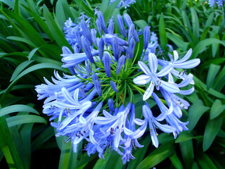 Lily of the nile on green leaf background