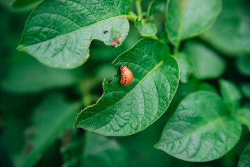 Colorado potato beetle - Leptinotarsa decemlineata on potato bushes. Pest of plants and agriculture. Treatment with pesticides. Insects are pests that damage plants.