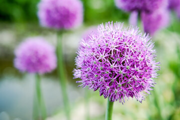 Fototapeta premium Onions decorotivnyy roundlovy. Onion allium.