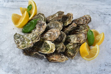 Set of oysters - Ukrainian, belon, atantic
