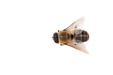 A close up of a honey bee isolated on white background.