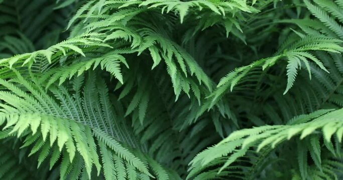 Beautiful fern garden with lush leaves and tropical green background.