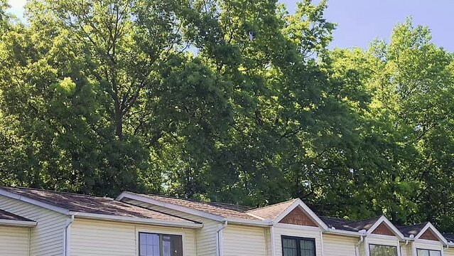 Pollin of dandelions floats while the camera follows during the spring season. The air spreads the May seed everywhere, caught in the wind under green trees and the blue sky. Shot in 4k slow motion
