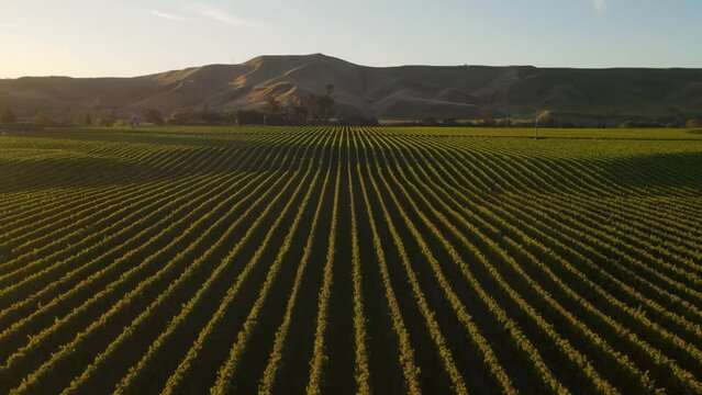 Stunning aerial over vineyard, rows of grape wine and mountain background. Golden hour romantic evening in Marlborough, New Zealand