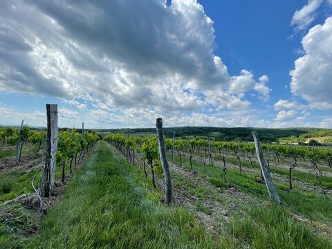 nice small wineyard in czech republic close to Znojmo