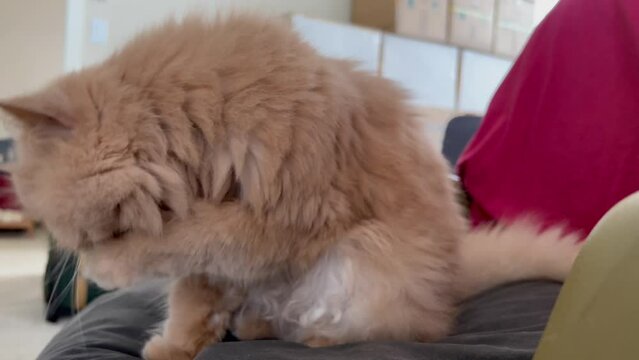 Persian cat licking paws and washing face.