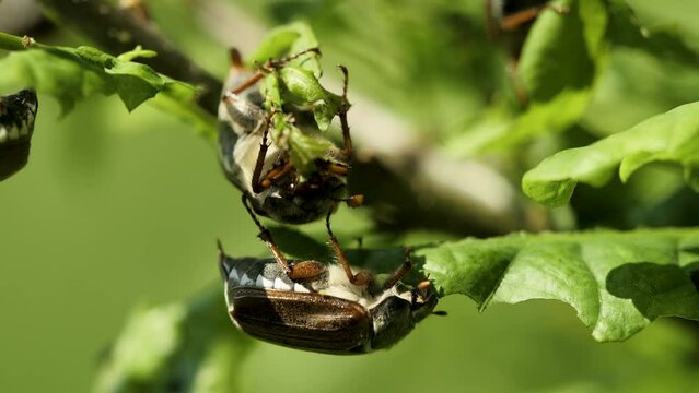 May beetles (cockchafers) eating oak leaves on spring - macro shot
