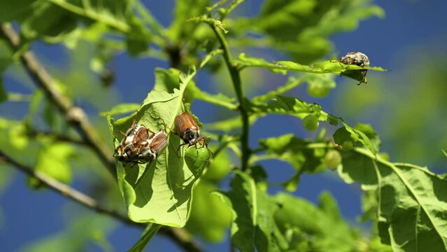 A young oak tree with a group of cockchafers (may-bugs)