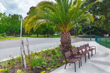 Fototapeta premium Benches in tropical park . Sidewalk and palm tree in the park