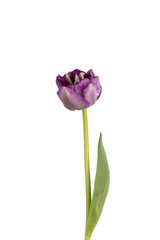 Fototapeta premium Lilac tulip flowers on white background.