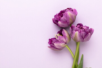 Lilac tulip flowers on pastel background.