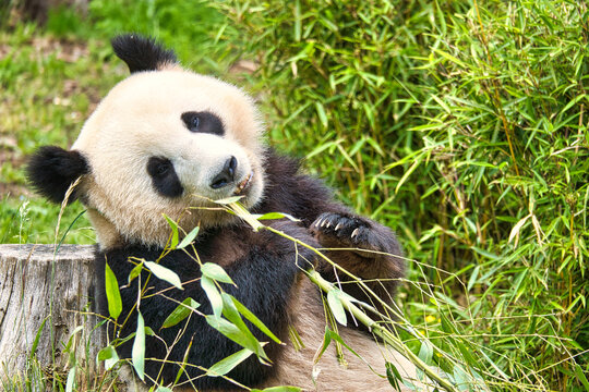 big panda sitting eating bamboo. Endangered species. Black and white mammal © Martin