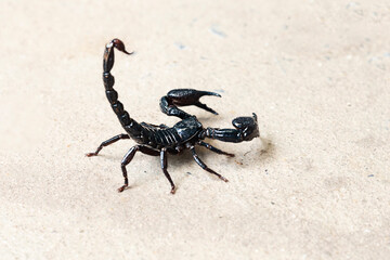 Scorpion on isolated background with copy space