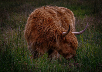 Fototapeta premium Highland Cattle