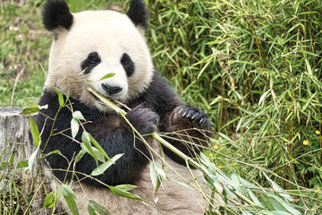 big panda sitting eating bamboo. Endangered species. Black and white mammal