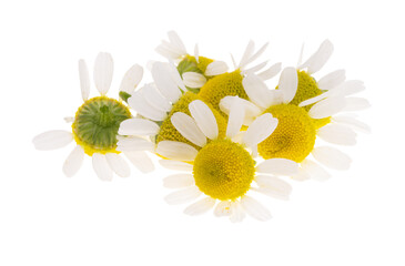medicinal chamomile isolated