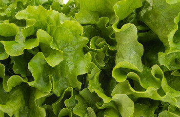lettuce leaves isolated