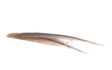 Fototapeta na wymiar bird feather isolated