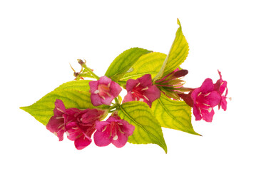 weigela flowers isolated