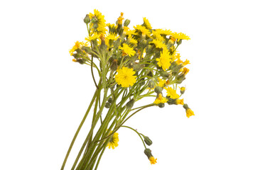 bouquet of meadow flowers isolated