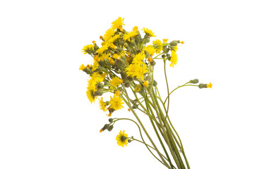 bouquet of meadow flowers isolated