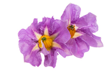 potato flower isolated