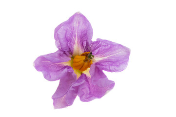 potato flower isolated