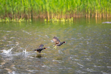 Wonderful moment two birds flying from the water surface