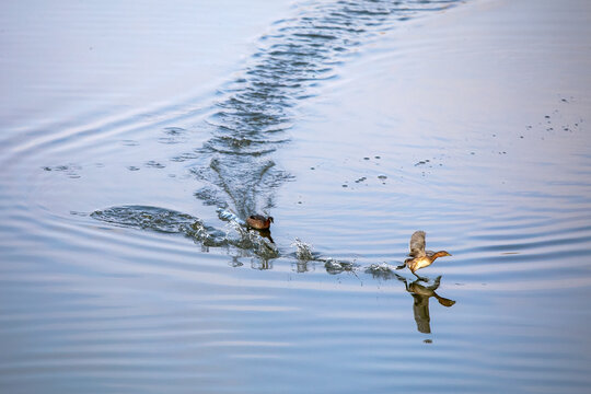 Wonderful moment two birds flying from the water surface