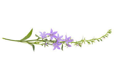 meadow bluebells isolated