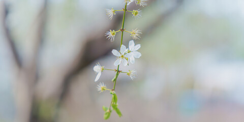 spring flowers on tree branches under the warm sun, soft focus blurry background