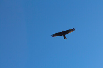 a vulture bird of prey in nature high in the sky