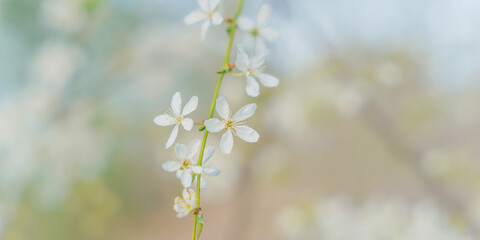 spring flowers on tree branches under the warm sun, soft focus blurry background
