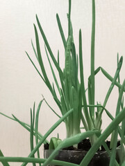 Experiment on growing plants in a bottle, green onions