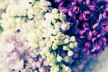 Obraz premium Beautiful spring flowers lilac texture texture background