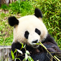 Fototapeta premium big panda sitting eating bamboo. Endangered species. Black and white mammal