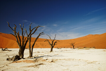 Fototapeta na wymiar Deadvlei Namibia surreal landscape of dead trees