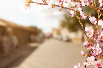 Spring brunch flower on street background