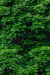 Fraxinus excelsior. Ash branches covered in leaves in spring. Region of Las Omañas, León, Spain.