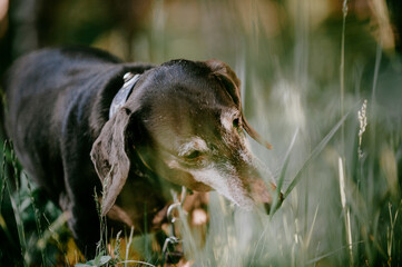 Brown elderly gray-haired dachshund eats grass in the morning in the forest