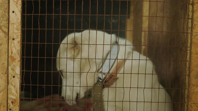 Alabai dog in aviary close-up. Alabai dog in aviary close-up. Large dog breed in a cage