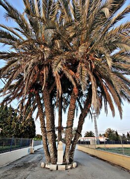 Phoenix dactylifera, palmera datilera en Elche de 7 brazos con Dama de Elche