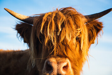 Highland cow face with hair covering face. Looking at camera. Close up.