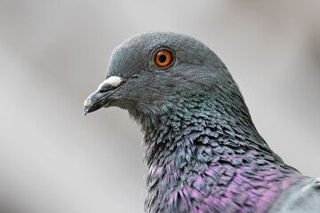 Close up Head of Rock Pigeon Isolated on Background