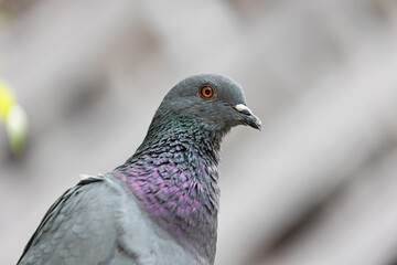 Close up Rock Pigeon Isolated on Background