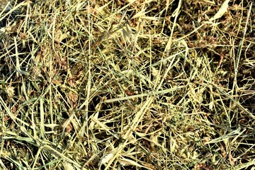 texture of grass